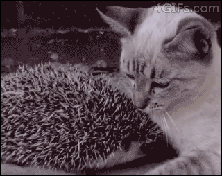 지압안마기? GIF | 인스티즈
