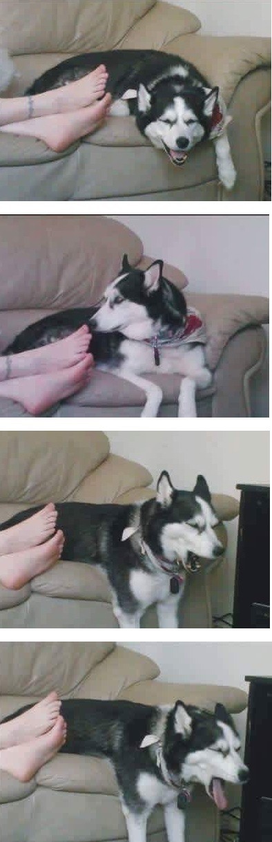 발냄새를 처음 맡아본 강아지.jpg | 인스티즈