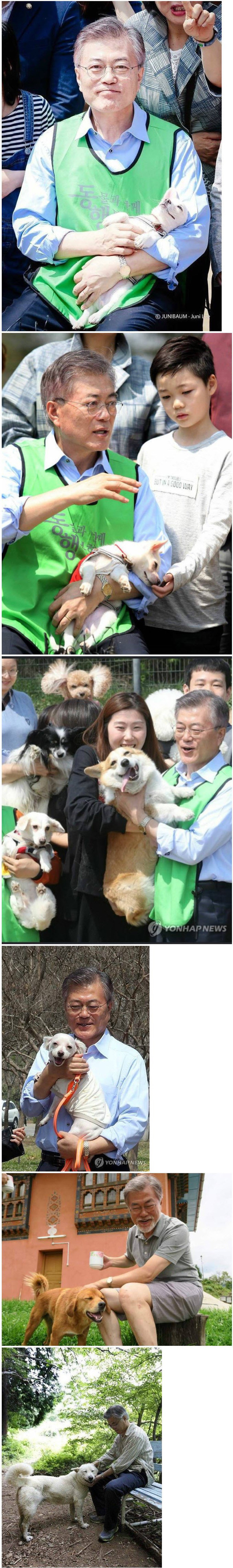 개 핸들링 마스터 문재인 | 인스티즈