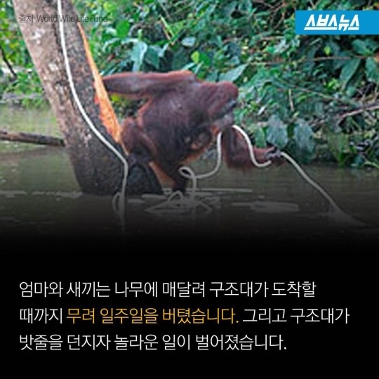 숲속에 사는 사람들 | 인스티즈