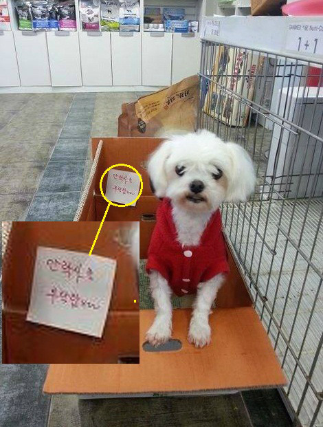 수의사들의 눈물 | 인스티즈