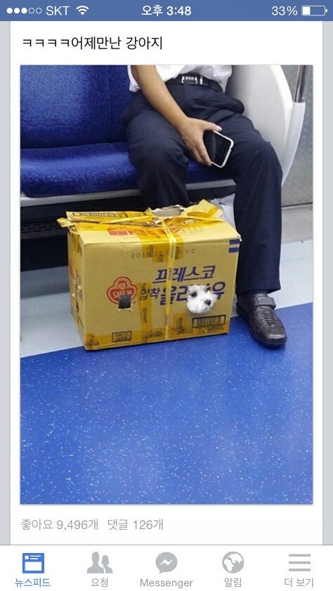 추석쇠러 가던 강아지 | 인스티즈