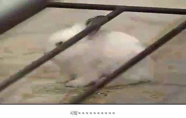 레전드 토끼사건 | 인스티즈