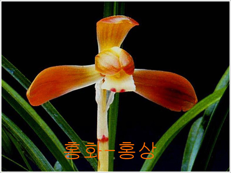 천향원 이미지