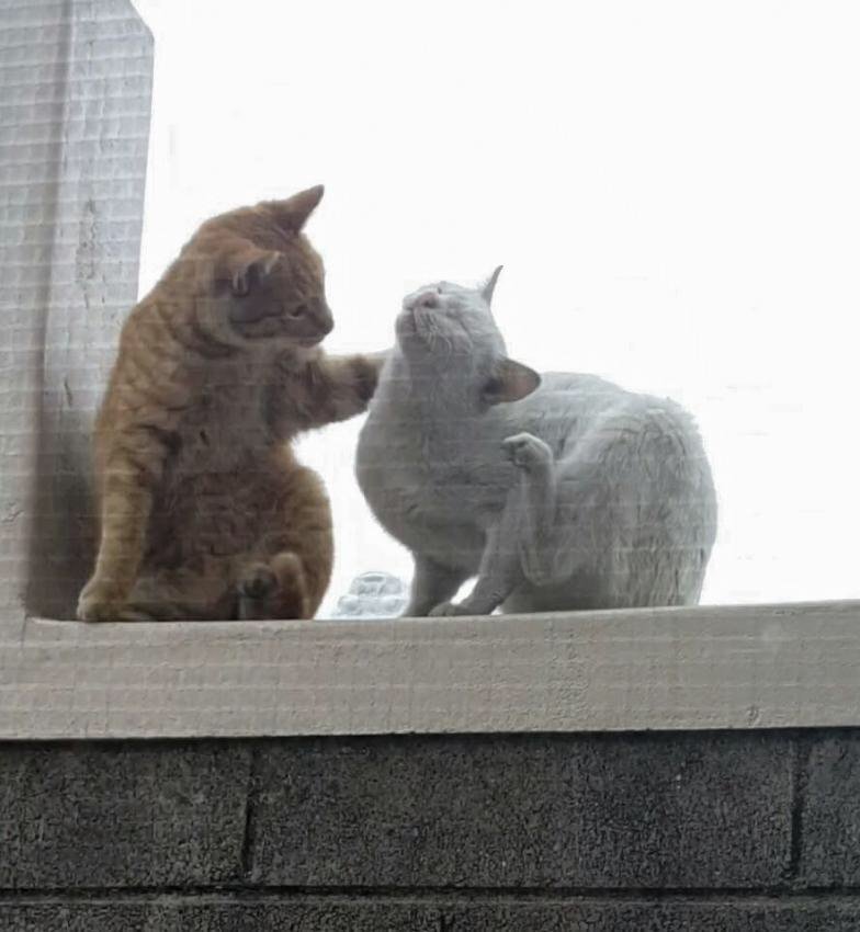 상남자 고양이 . jpg | 인스티즈