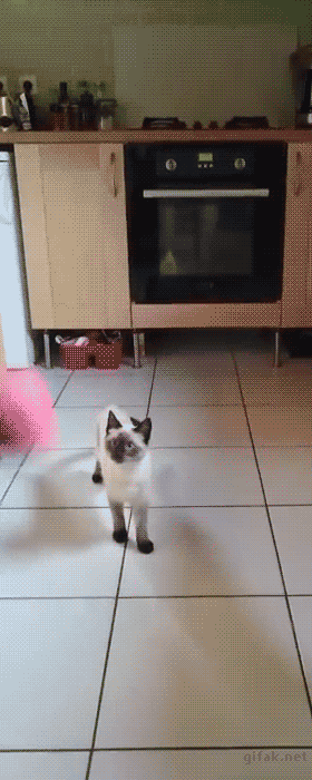 고양이의 반응속도 ㄷㄷ .GIF | 인스티즈