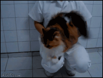 집사와 노는 고양이.gif | 인스티즈