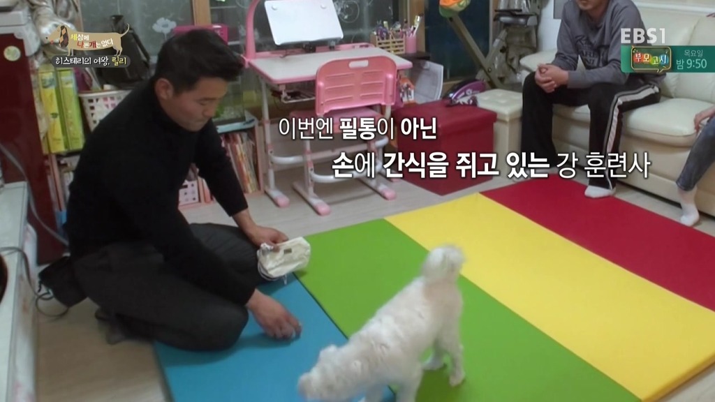 [세상에나쁜개는없다] 가족들에게 짖고 무는 강아지 릴리햏 | 인스티즈