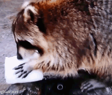 너구리: 어유 이 귀한걸.gif | 인스티즈