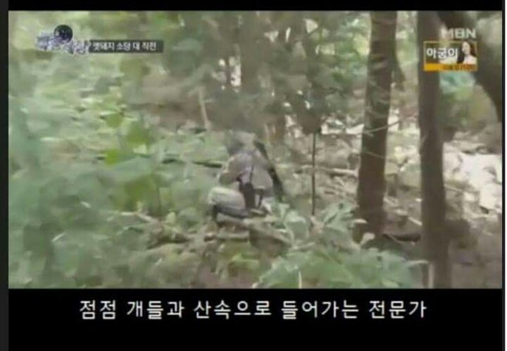 맷돼지 전문 사냥개의 위엄.jpg | 인스티즈