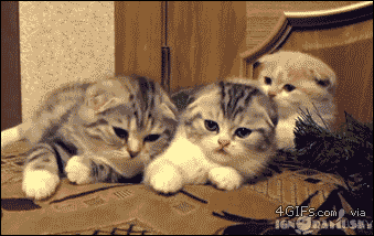 전염되는 하품(개vs고양이).gif | 인스티즈