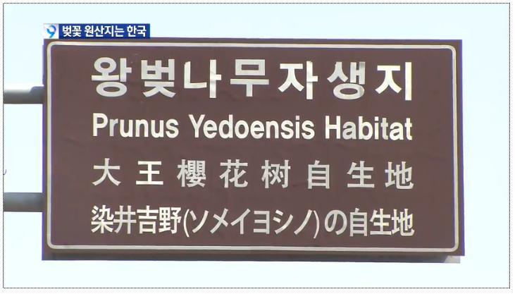 벚꽃의 원산지는 한국 - KBS 뉴스 | 인스티즈