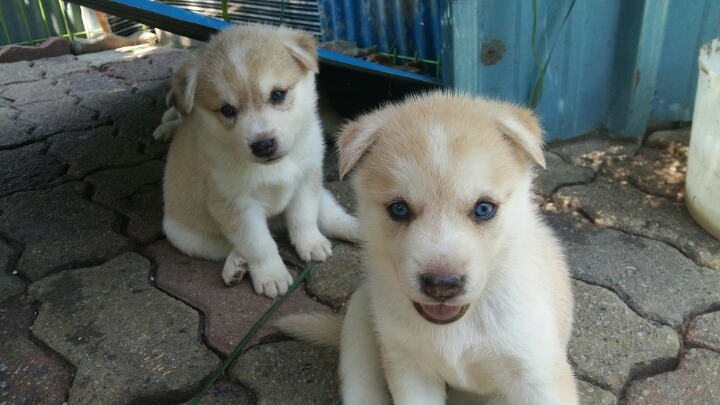 진도스키 1일부터 8개월 까지 성장과정 심쿵사백프로 도전! | 인스티즈