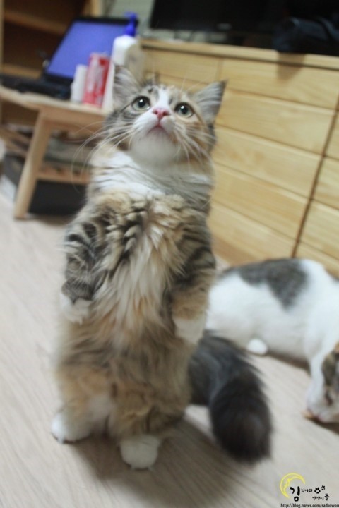 차렷 이미지