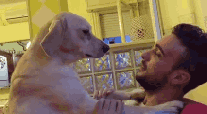 혼나는 멍멍이의 애교 | 인스티즈