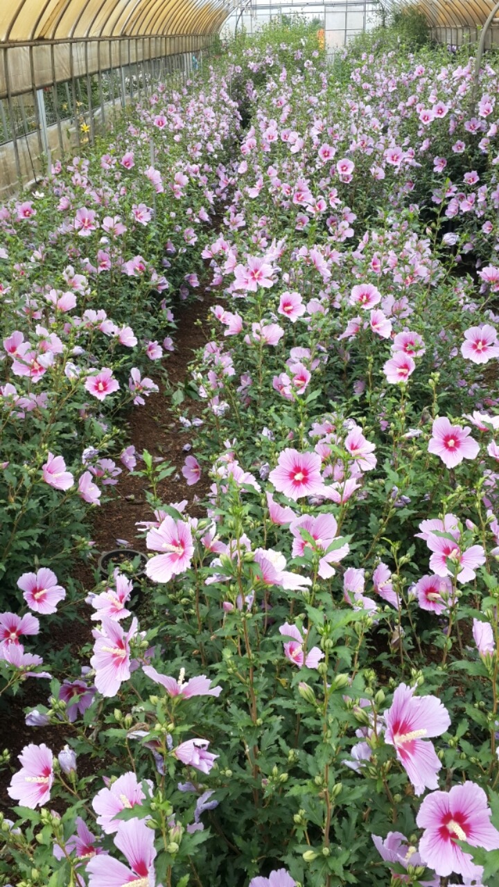 삼일조경 이미지