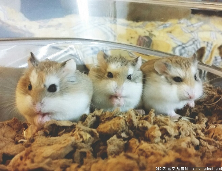 로보로브스키 햄스터 | 인스티즈