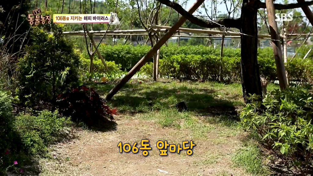 [동물농장] 106동 주민들이 키우는 강아지 | 인스티즈