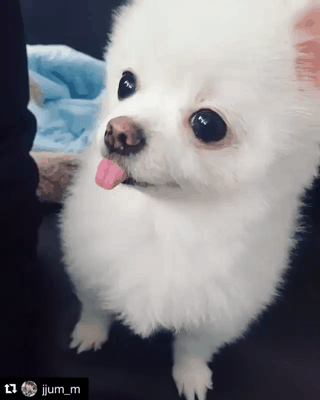 주인 닮은 한채아네 강쥐.gif | 인스티즈