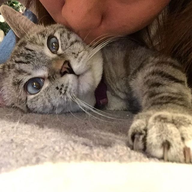 인스타 최고의 귀염둥이 냥냥이 nala | 인스티즈