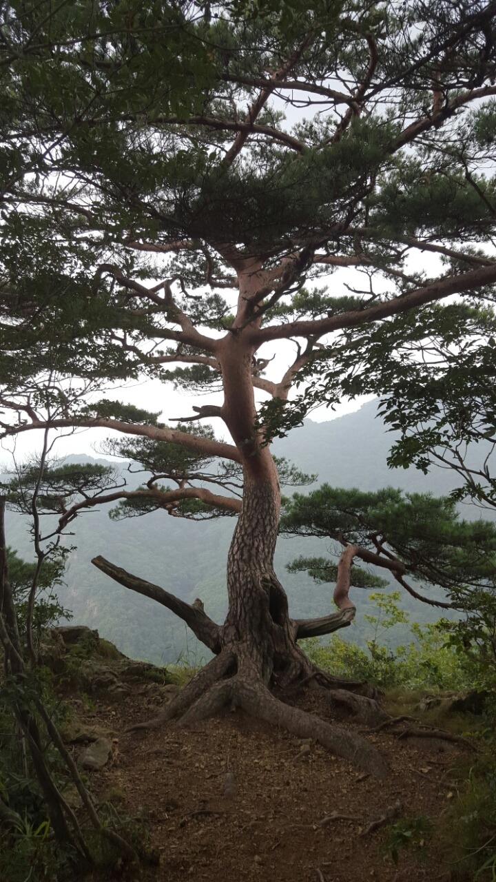 이리온 이미지