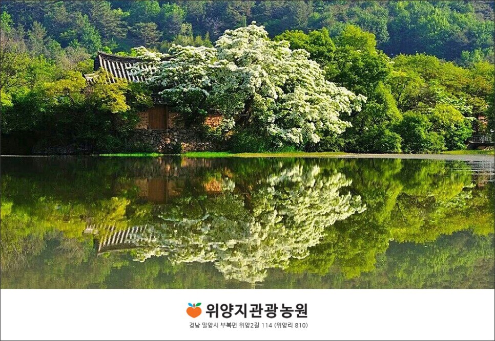 위양지관광농원 이미지