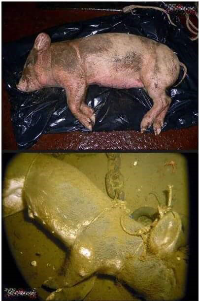 돼지 사체를 바다에 빠뜨리면.. (혐오주의) | 인스티즈