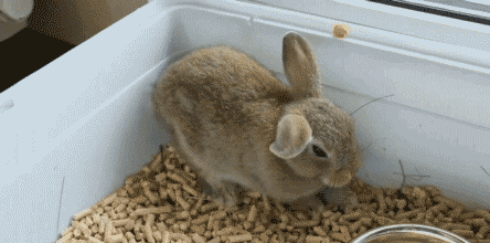 동물들.gif | 인스티즈