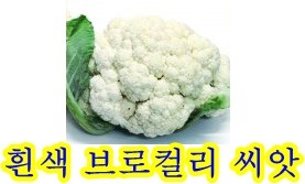 (주)씨앗 이미지