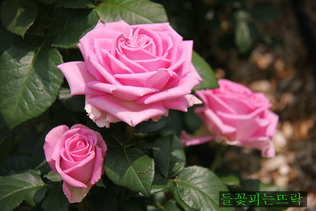 서울랜드장 이미지