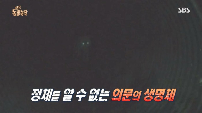 [동물농장] 수로 속에 갇힌 황구가 찾는 희망.JPG (감동주의) | 인스티즈