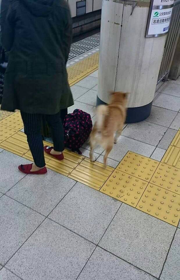 동물 차별하는 일본 지하철 | 인스티즈