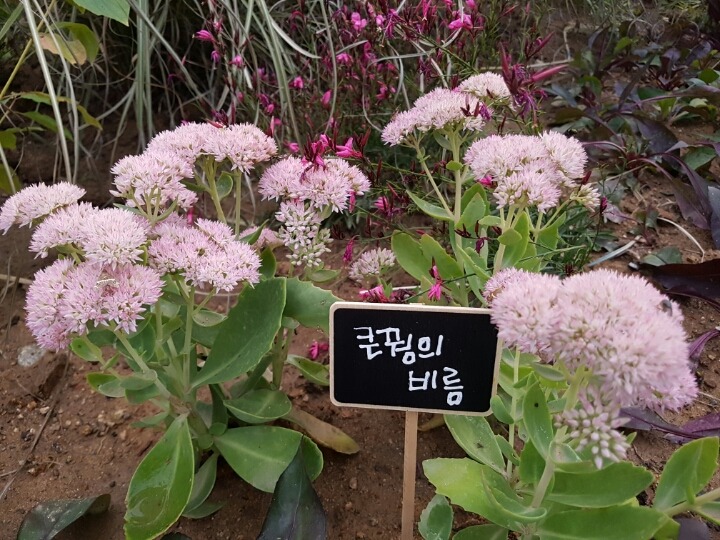 꿩의비름 이미지