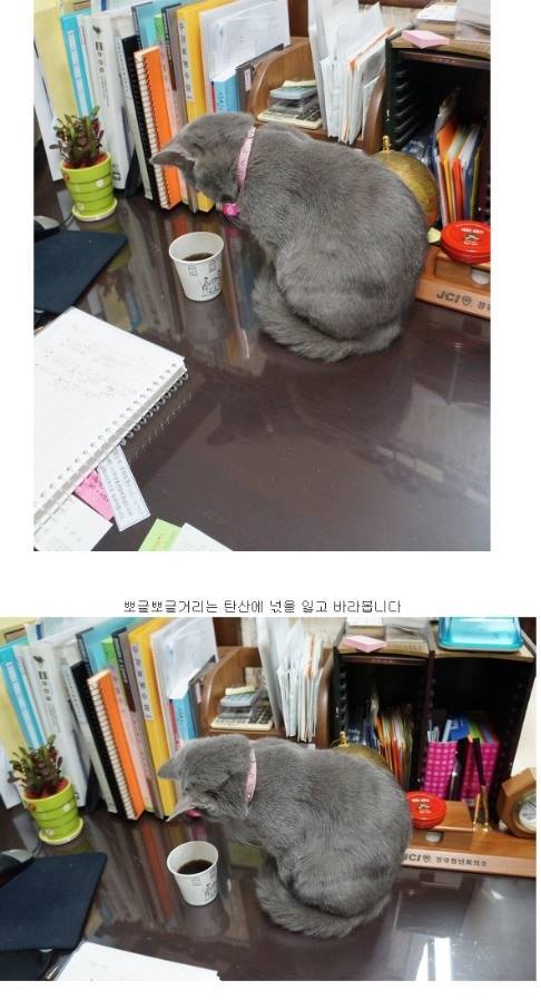 탄산이 신기한 냥이.jpg | 인스티즈