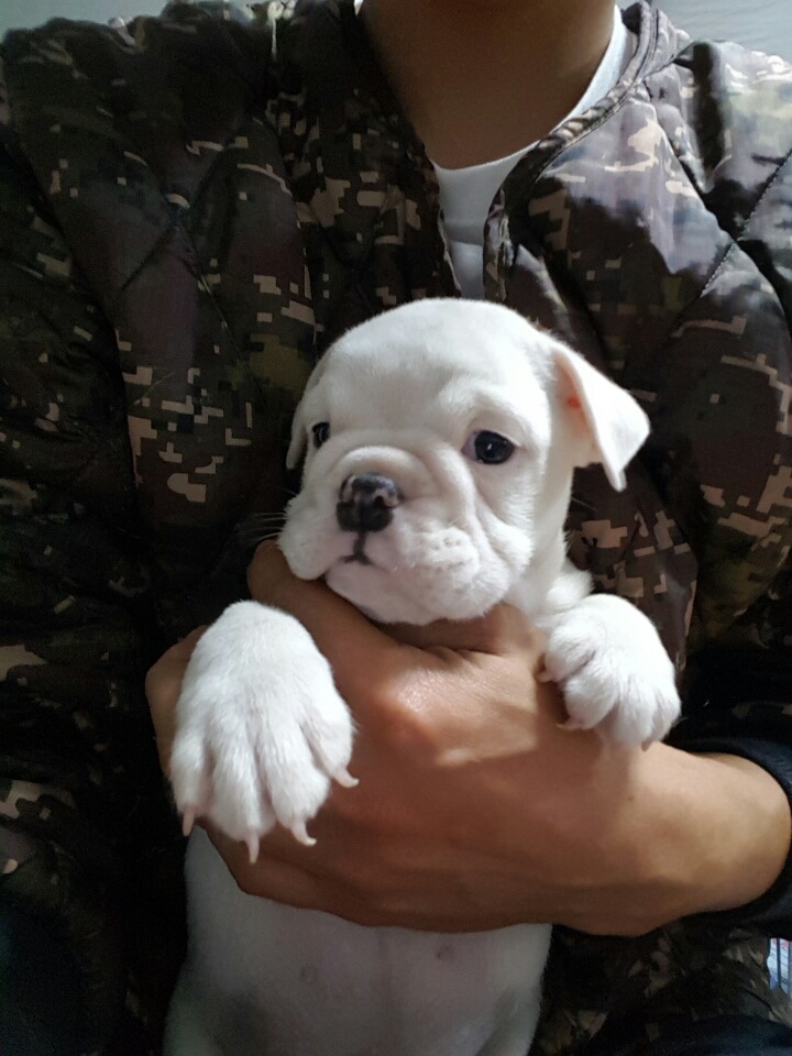 꿀꿀돼지 이미지