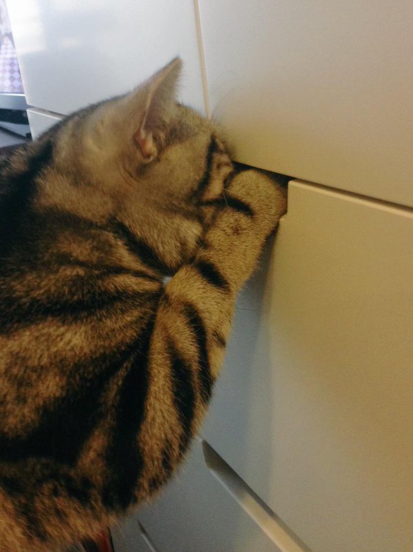 서랍 속이 궁금한 고양이 | 인스티즈