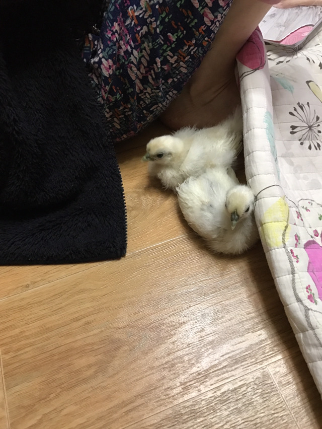 걍 병아리 사진 | 인스티즈