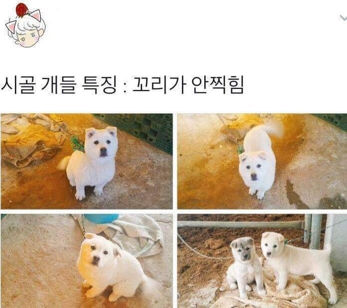 시골 멍멍이의 공통적인 특징 | 인스티즈