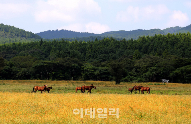 삼다도 이미지