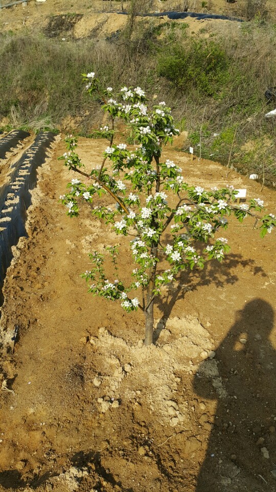 사과나무(주) 이미지