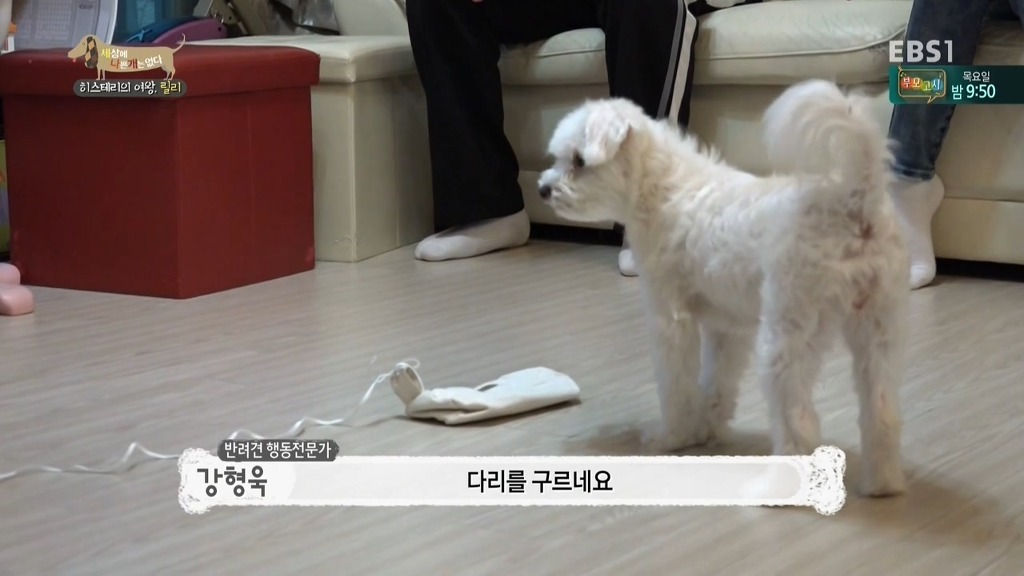 [세상에나쁜개는없다] 가족들에게 짖고 무는 강아지 릴리햏 | 인스티즈