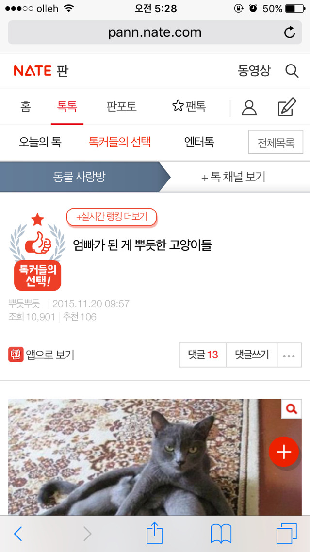 엄빠가 된 게 뿌듯한 고양이들 | 인스티즈