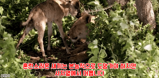 야생에서 일어난 기적적인 재회 | 인스티즈