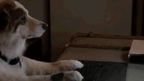 냥냥이 참교육시키는 갓숭이.gif | 인스티즈