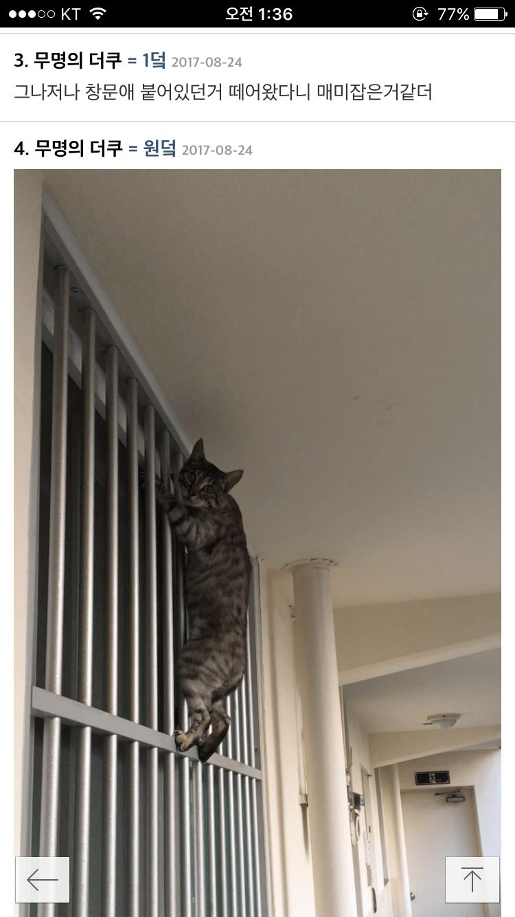 이 고양이 품종 뭔지 아는 사람? | 인스티즈