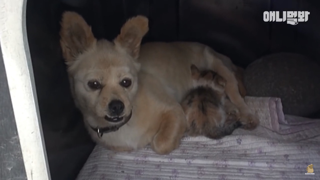 아기 고양이를 능숙하게 키우는 강아지의 사연은? | 인스티즈