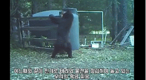 곰자라니! | 인스티즈