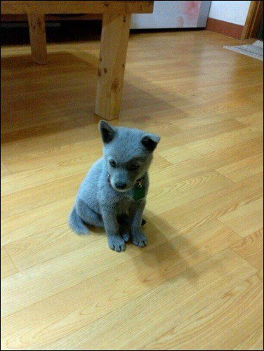 희귀한 러시안블루 강아지 | 인스티즈