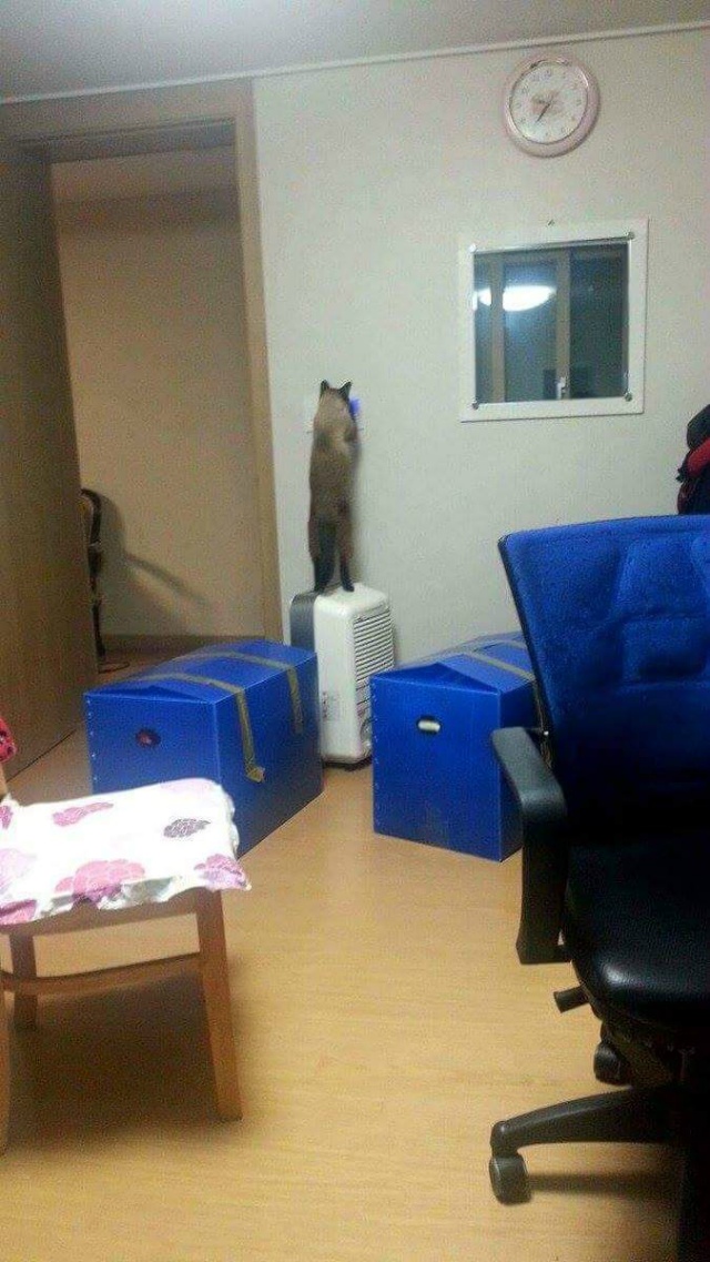 이 녀석 고양이 아닐지도 몰라 | 인스티즈