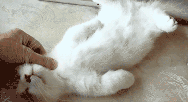 나만고양이없어! 고양이 gifjpg | 인스티즈